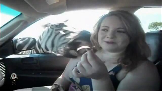 Чуството да те целуне зебра