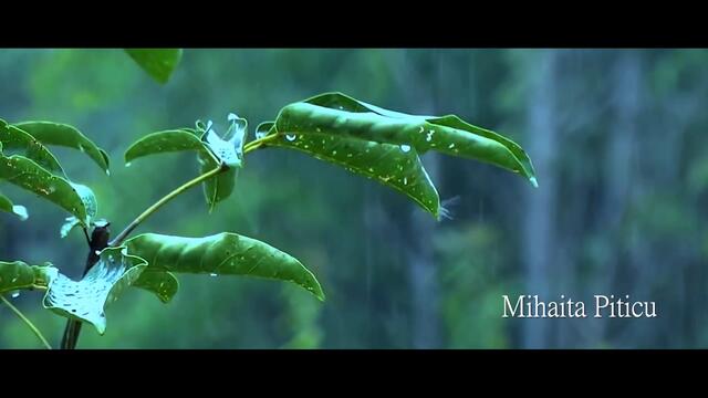 Mihaita Piticu - Ploua [official song]