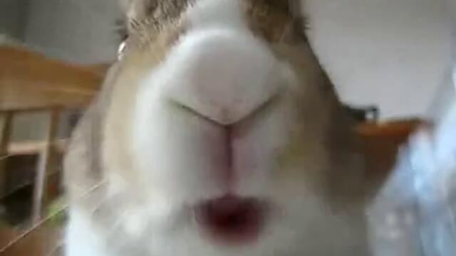 Супер сладко Зайче яде пред камерата !!!