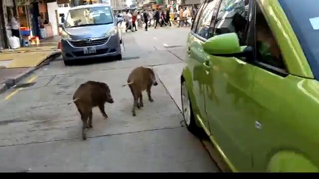 Вижте как две диви прасенца се разхождат из центъра на Хонг Конг 2020! Two wild boars around the busy streets of Hong Koнг