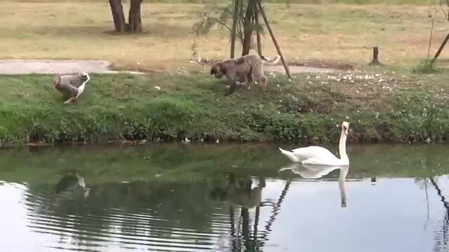 В Света на Животните - Красивите Лебеди! (видео)