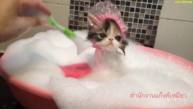 Вижте как къпят котенце в легенче!!!