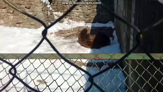 Тази кафява мечка се къпе със сняг и се радва (видео)