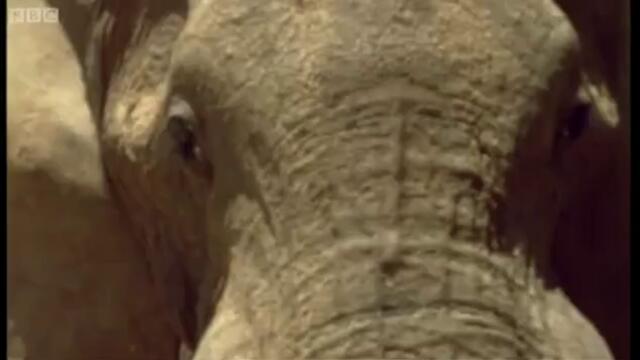 ДИВАТА ПРИРОДА - Слоновете в пустинята Намиб
