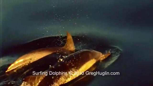 ДЕЛФИНИТЕ - Сърфирането на делфина