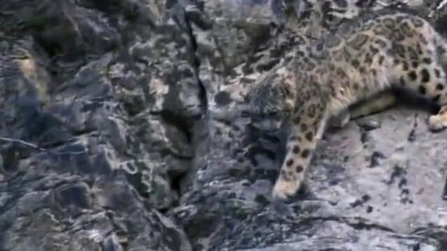 ДИВАТА ПРИРОДА - Снежни леопарди