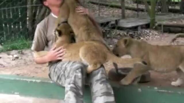 Сладки малки лъвчета раздават прегръдки