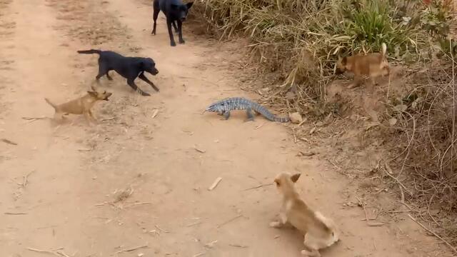 Кой ще спечели! Кучета срещу крокодилче (ВИДЕО)