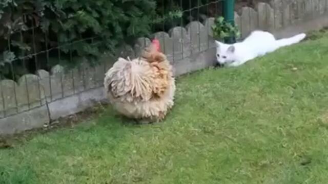 Вижте как коте се бори кокошка (ВИДЕО)