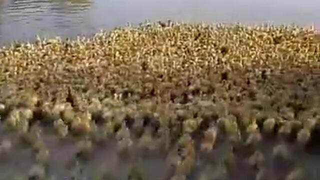Вижте ги колко са милички! 5 000 патенца тичат в реката за плуване (видео)