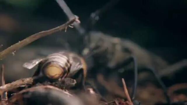 Стършел атакува 8 см бръмбар- Животът на Гигантските Японски Стършели..