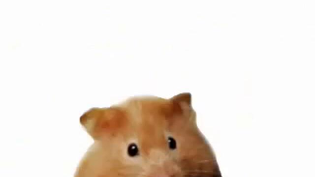 Hamster Time - Hamster Morph