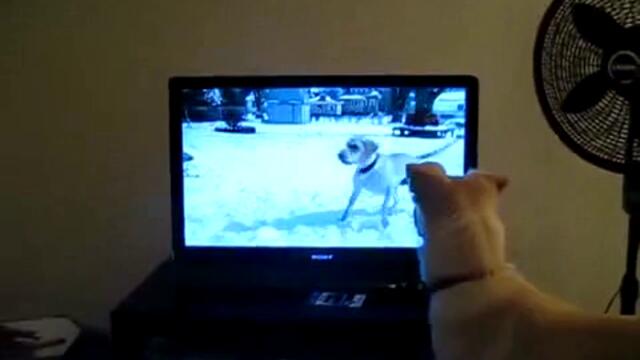 Kуче гледа TV