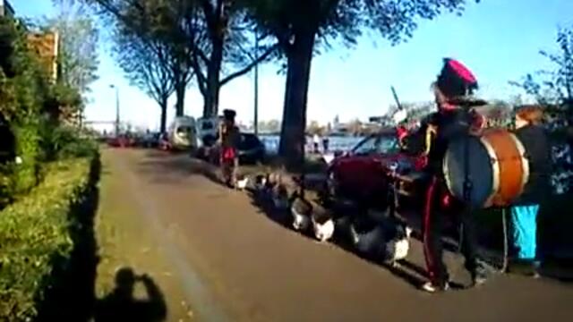 Патици маршируват във Амстердам - Videoclip.bg