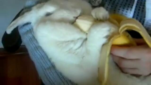 Дебел заек яде банан