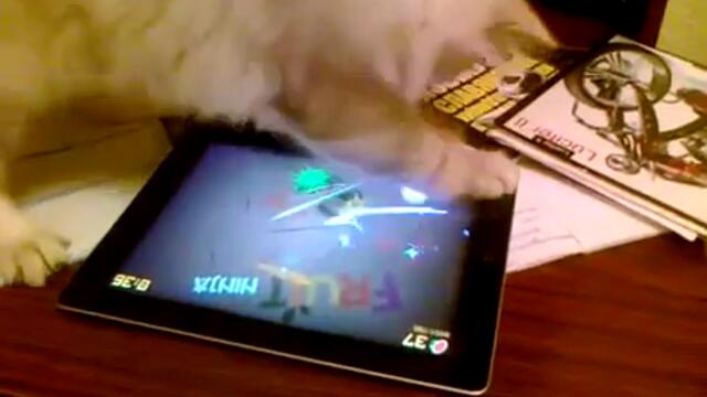 Котка играе Fruit Ninja на iPad