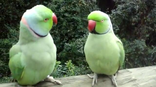 Ще паднете от смях с тези папагалчета