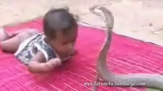 Арабски Свят - Змия Кобра и Бебе
