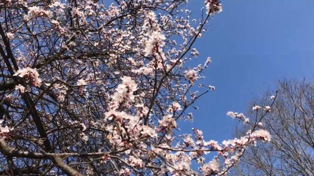 Пролетта е тук!!! В Бургас 3 Март 2021 г. Морска Градина