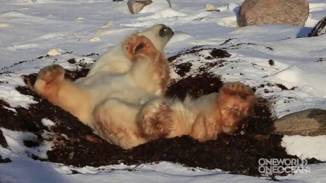 утрото на една полярна мечка