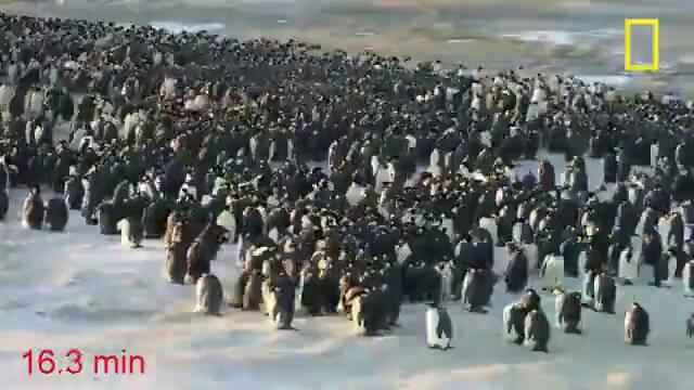 Факторите на пингвините