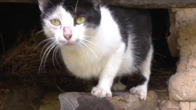 Добрина - Котка - инвалид бе спасена от човека и стана домашен любимец