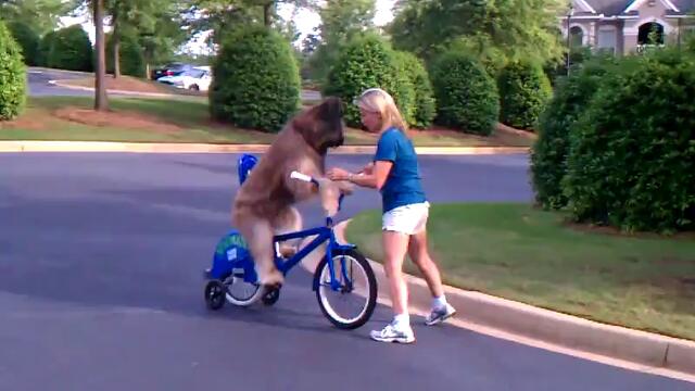 умно куче кара колело