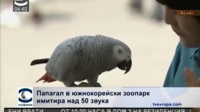 Папагал имитира над 50 звука