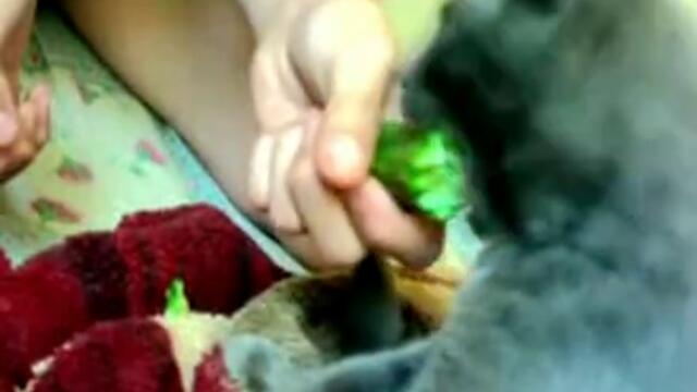 котка яде краставица