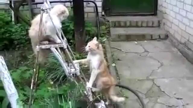 Смешна битка между две котки
