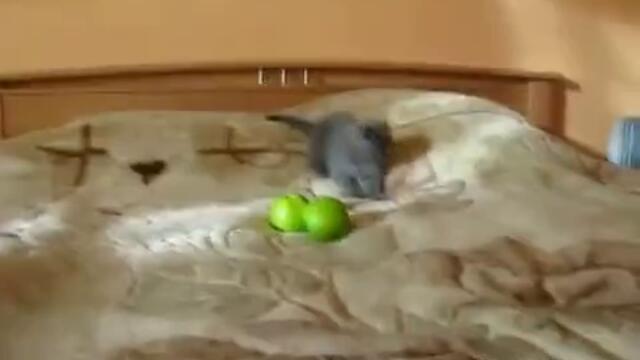 Коте срещу две зелени ябълки