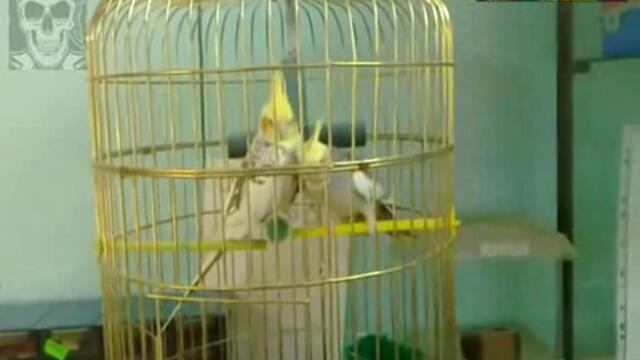 Мъжки папагал ухажва женски