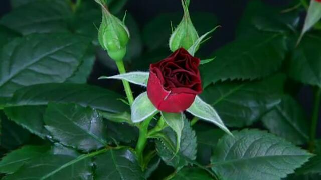 Събуждането на една червена роза