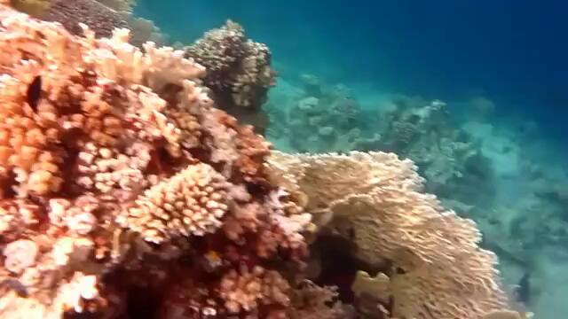 Коралоф риф