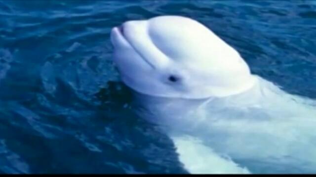 Учени разпространиха аудиозапис на кит, имитиращ човешки звуци