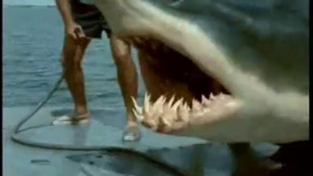 Човек изважда мрежа с уловена акула