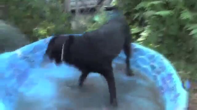 Смях ! Куче се гони с маркуч за вода