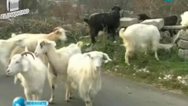 Бик и 8 кози кръстени на български политици