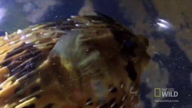 Отровна Риба Балон vs Змиорка - Най-странните Животни на Земята ...