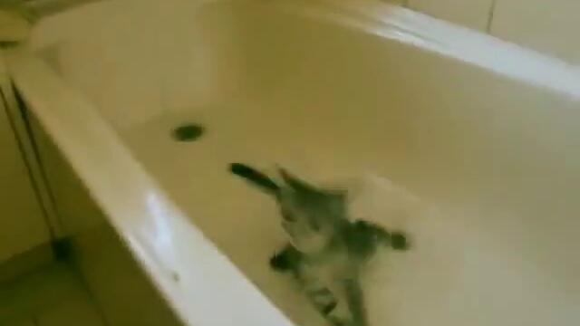 Сладко Котенце се Къпе Самичко в Банята - Funny cats in water