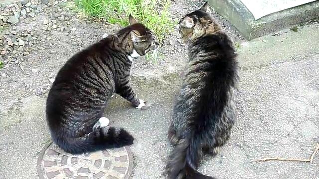 Конфликт между две котки - Смях (1)