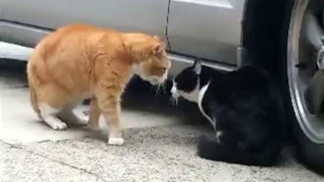 Конфликт между две котки - Смях (2)