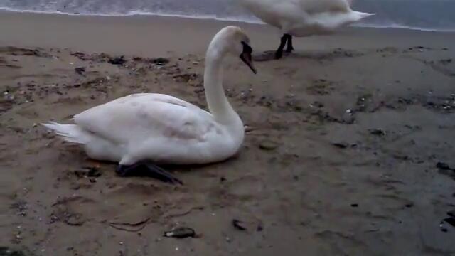 Добрината и ние - Ранен лебед на плажа със счупен крак - погрижиха ли се хората за него?!