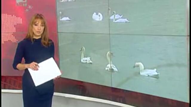 Пловдив -  Красиви бели лебеди долетяха в Марица - 7 януари 2013 г.