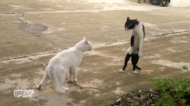 HD -  Котки се изправят на два крака и се карат (смях 100%)