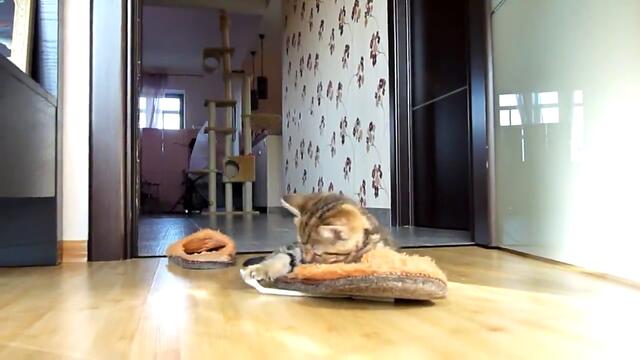 Котенца показват как да си направим играчка от слама и чехъл