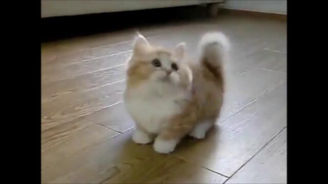 Funny Video - Cats