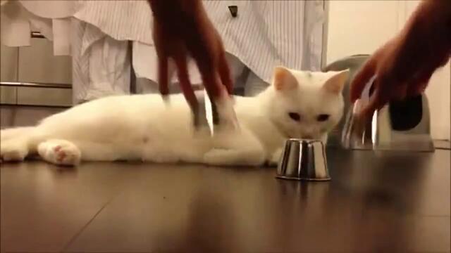 Сладко бяло котенце си играе на - Тука има Тука няма - Това е Супер Коте !!!