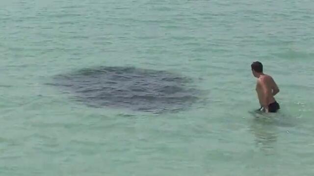 Mysterious Water Creature - Florida 2013