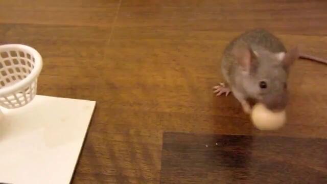 Мишка Прави Разни Трикове